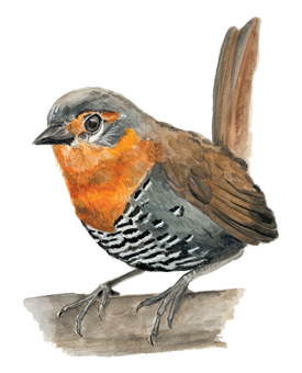 Chucao, Especie nativa de Chile