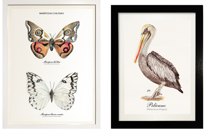 cuadros ilustraciones fauna nativa